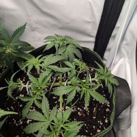 Purple Queen Automatic growlog timeline photo