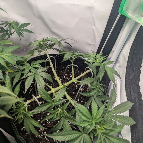 Purple Queen Automatic growlog timeline photo