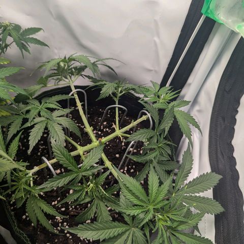 Purple Queen Automatic growlog timeline photo