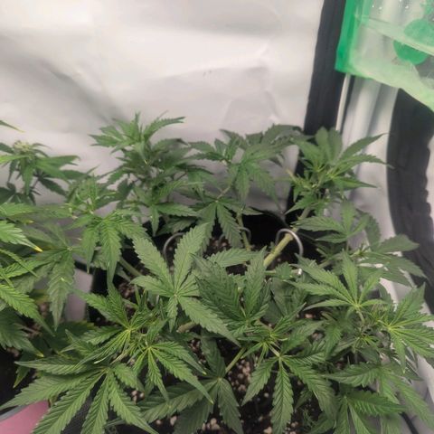 Purple Queen Automatic growlog timeline photo