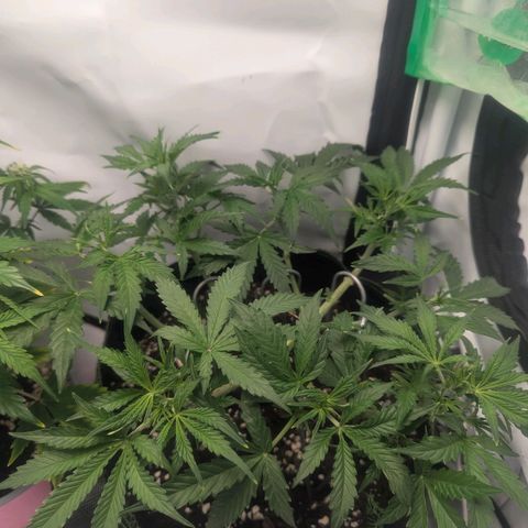 Purple Queen Automatic growlog timeline photo