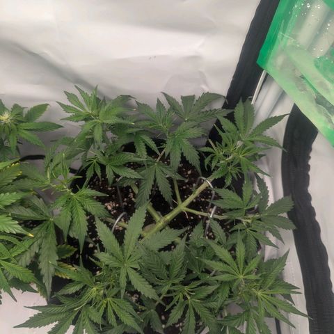 Purple Queen Automatic growlog timeline photo