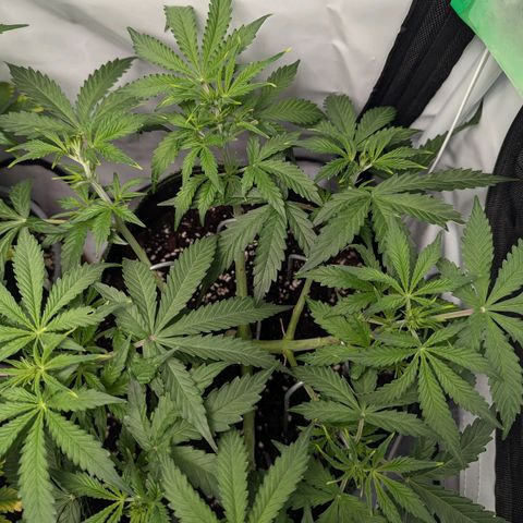Purple Queen Automatic growlog timeline photo
