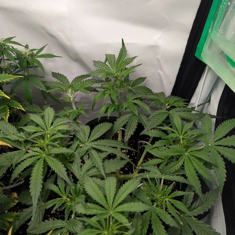 Purple Queen Automatic growlog timeline photo