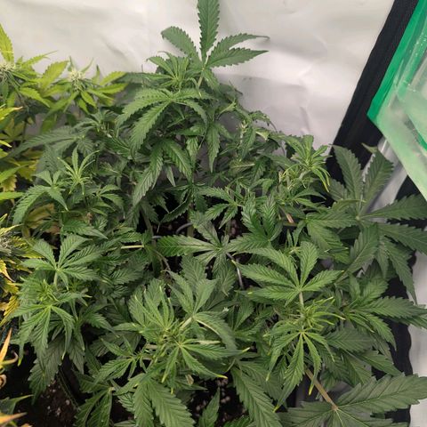 Purple Queen Automatic growlog timeline photo