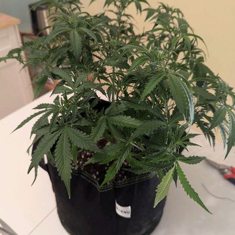 Purple Queen Automatic growlog timeline photo