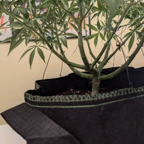 Purple Queen Automatic growlog timeline photo