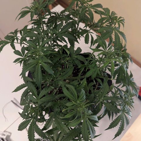 Purple Queen Automatic growlog timeline photo