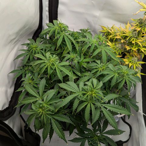 Purple Queen Automatic growlog timeline photo