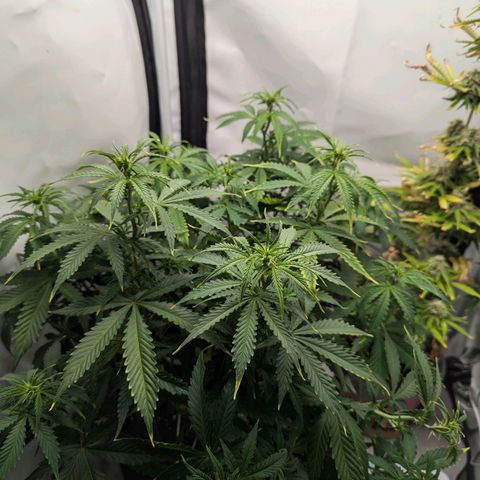 Purple Queen Automatic growlog timeline photo