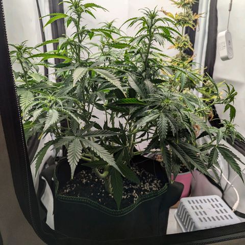 Purple Queen Automatic growlog timeline photo
