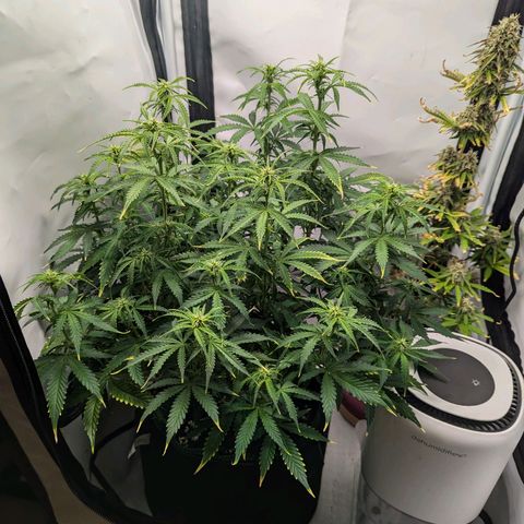 Purple Queen Automatic growlog timeline photo