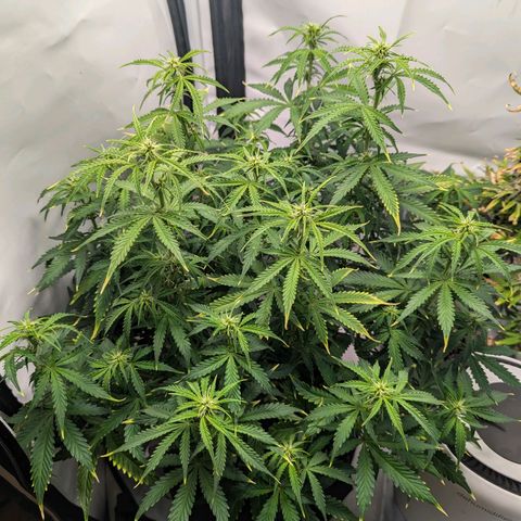 Purple Queen Automatic growlog timeline photo