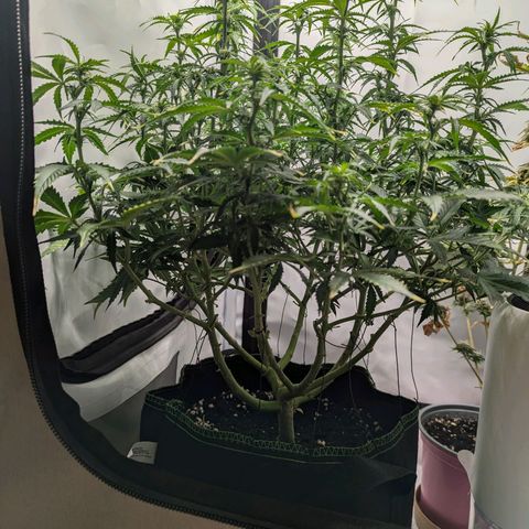 Purple Queen Automatic growlog timeline photo