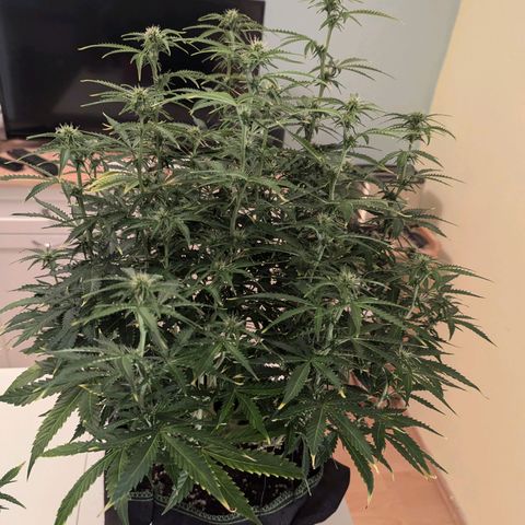 Purple Queen Automatic growlog timeline photo