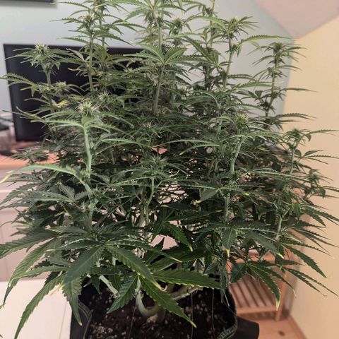 Purple Queen Automatic growlog timeline photo