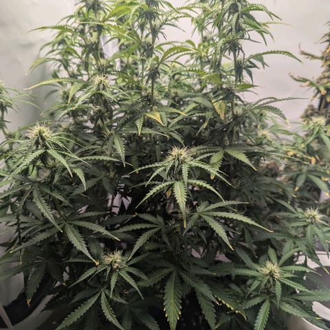 Purple Queen Automatic growlog timeline photo