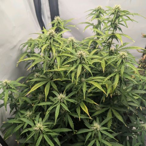 Purple Queen Automatic growlog timeline photo