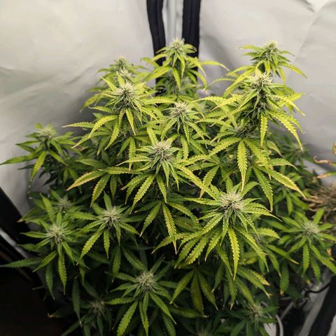 Purple Queen Automatic growlog timeline photo