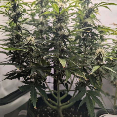 Purple Queen Automatic growlog timeline photo