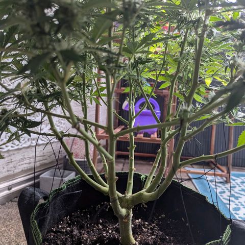 Purple Queen Automatic growlog timeline photo