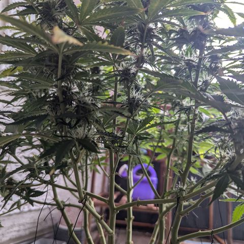 Purple Queen Automatic growlog timeline photo