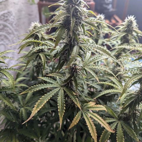 Purple Queen Automatic growlog timeline photo