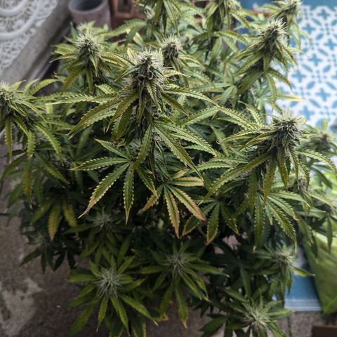 Purple Queen Automatic growlog timeline photo