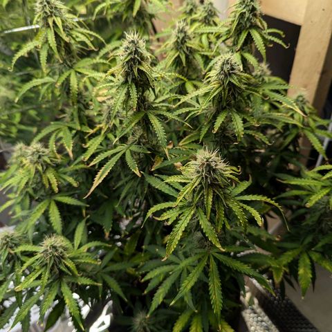 Purple Queen Automatic growlog timeline photo