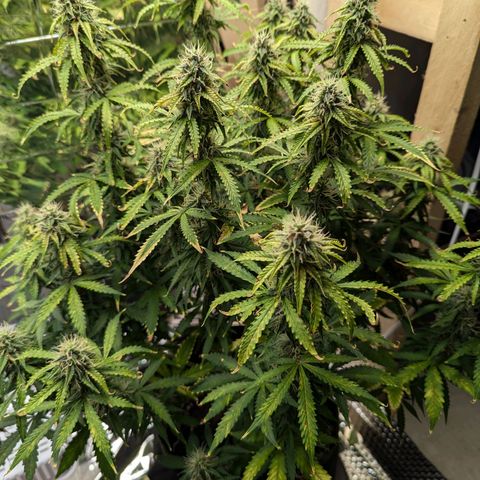 Purple Queen Automatic growlog timeline photo