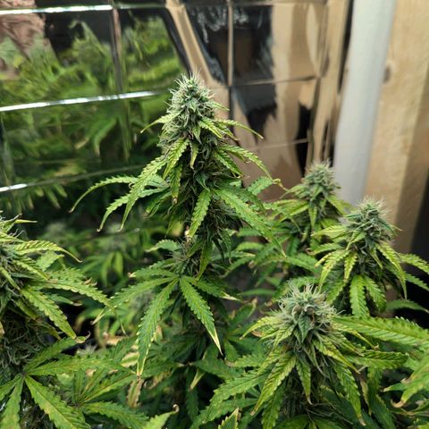 Purple Queen Automatic growlog timeline photo