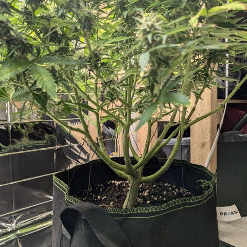 Purple Queen Automatic growlog timeline photo