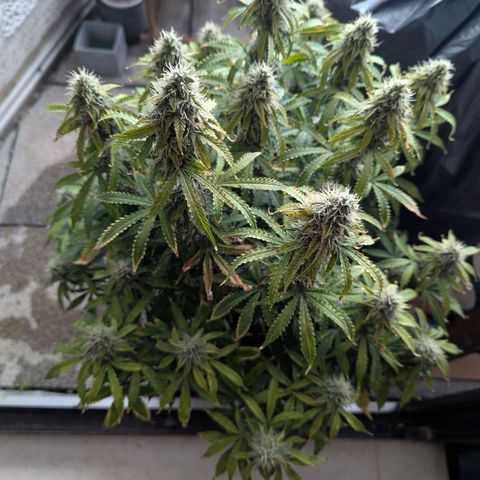 Purple Queen Automatic growlog timeline photo