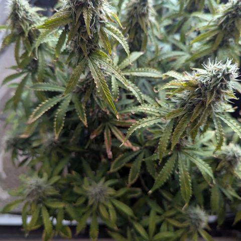 Purple Queen Automatic growlog timeline photo