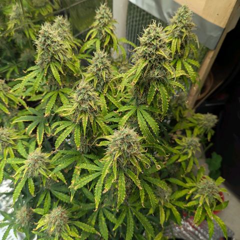 Purple Queen Automatic growlog timeline photo