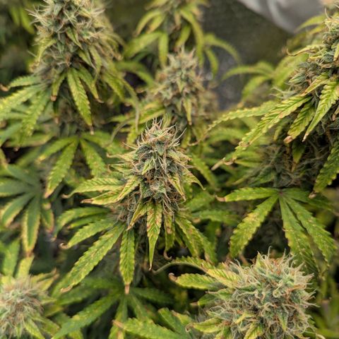 Purple Queen Automatic growlog timeline photo