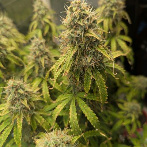 Purple Queen Automatic growlog timeline photo