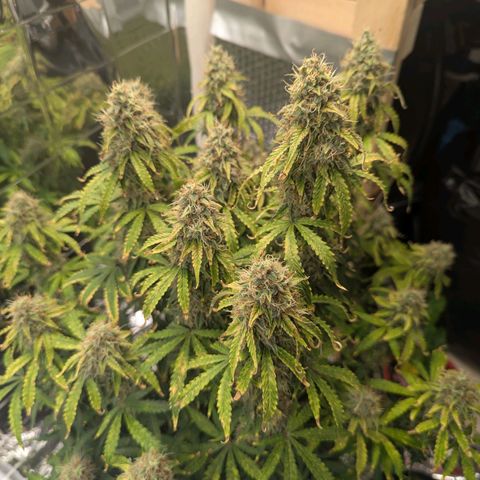Purple Queen Automatic growlog timeline photo