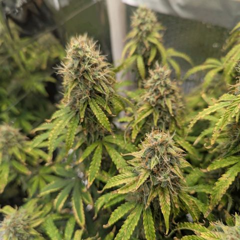 Purple Queen Automatic growlog timeline photo