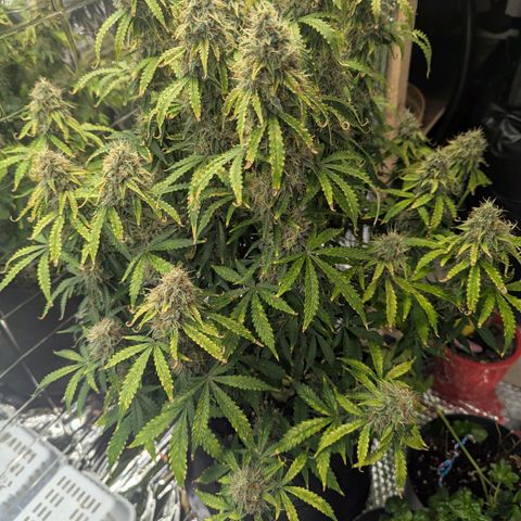 Purple Queen Automatic growlog timeline photo
