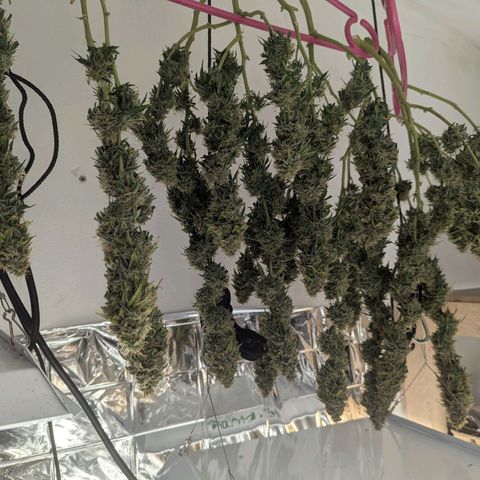 Purple Queen Automatic growlog timeline photo