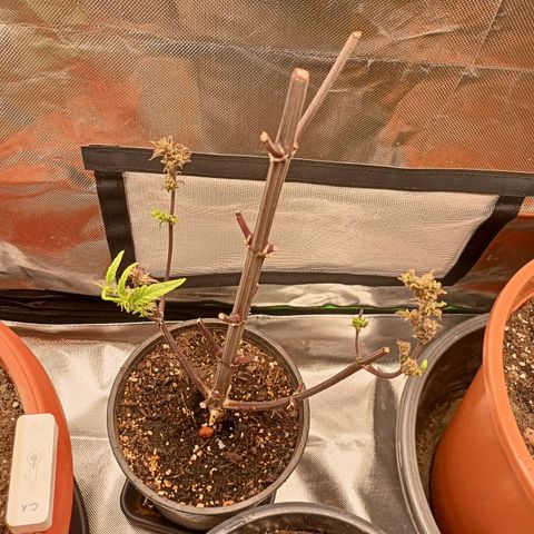 Shogun Rege growlog timeline photo