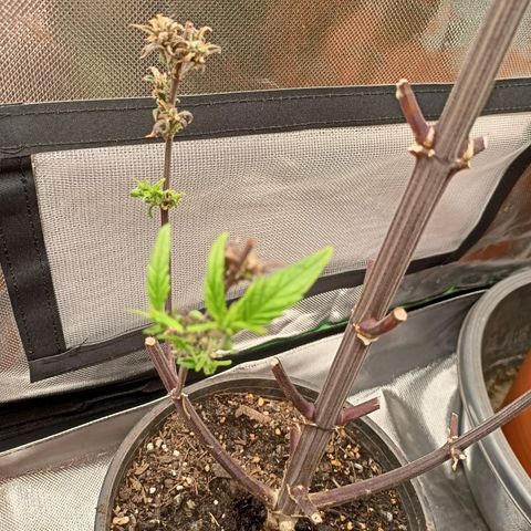 Shogun Rege growlog timeline photo