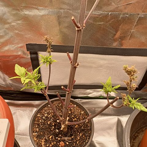 Shogun Rege growlog timeline photo