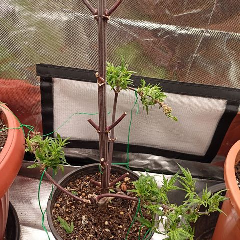 Shogun Rege growlog timeline photo