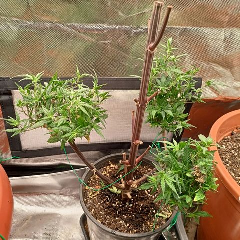 Shogun Rege growlog timeline photo