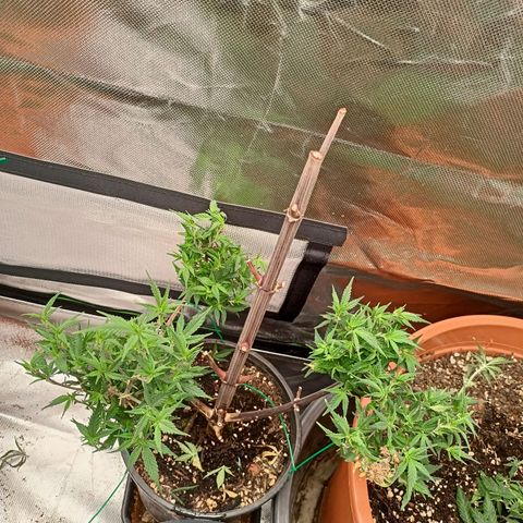 Shogun Rege growlog timeline photo