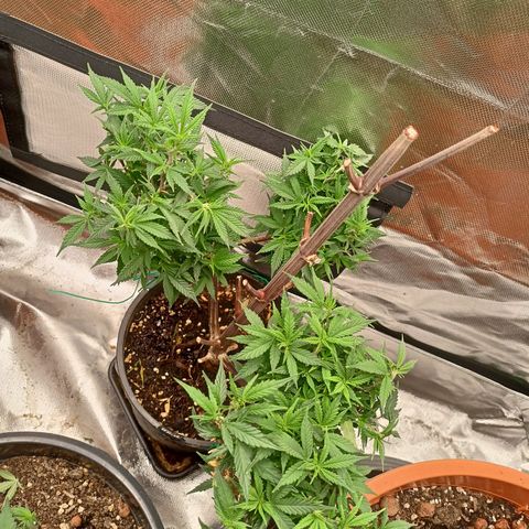 Shogun Rege growlog timeline photo