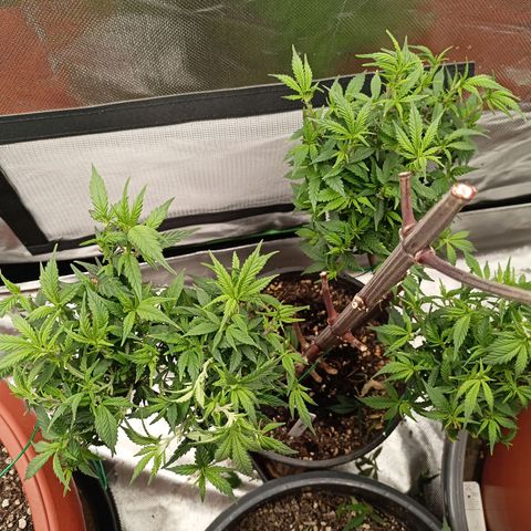 Shogun Rege growlog timeline photo