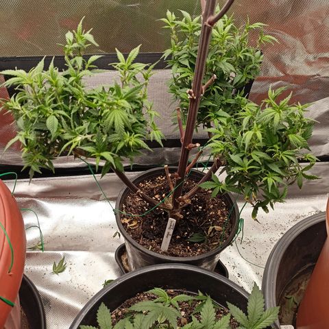 Shogun Rege growlog timeline photo